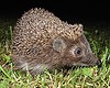 Les-30-egel